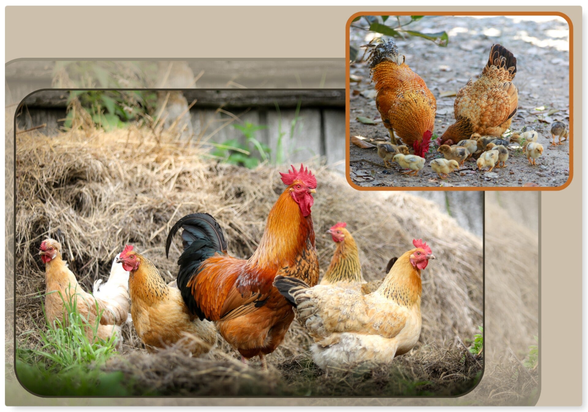 Dieren 1