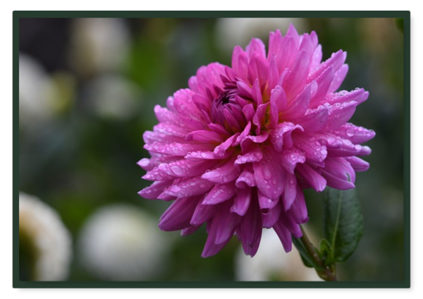 Bloemen 28