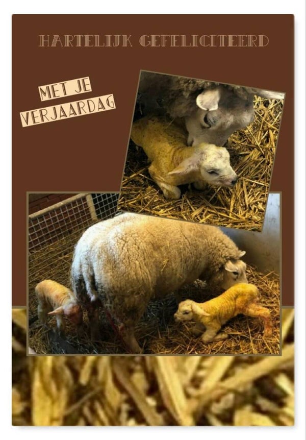 Kaartje gefeliciteerd 2