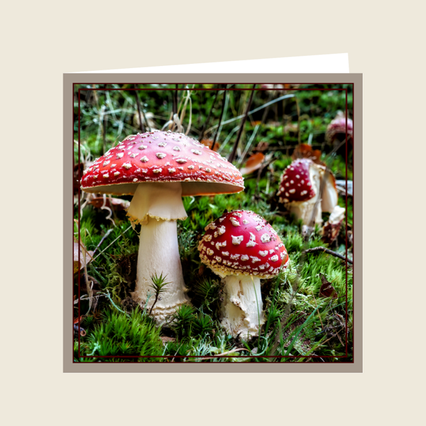 Herfstkaart 13