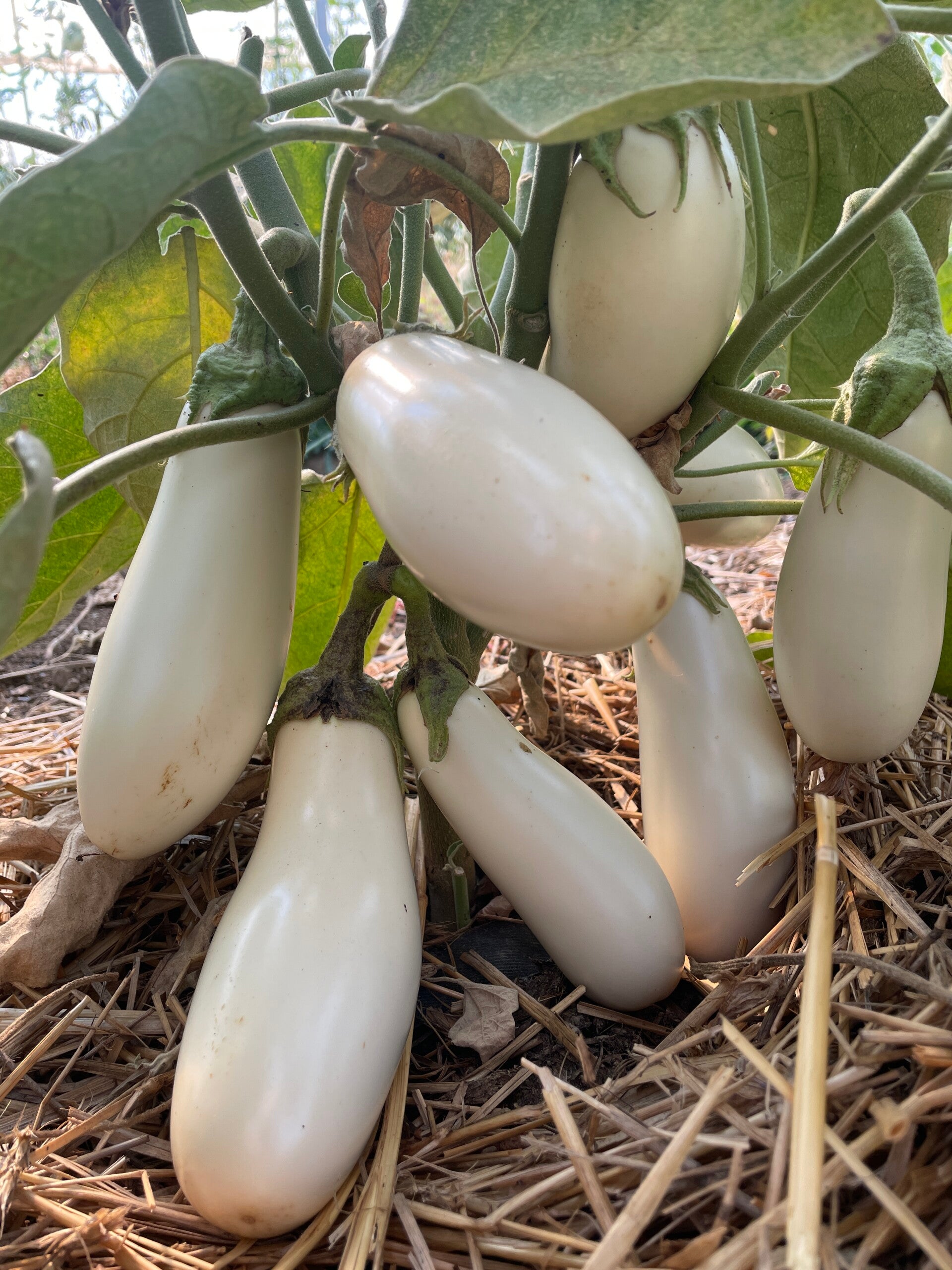 Maraîchage Montfermy Puy de Dome Vulcania Recette Table d'hôte légumes Courgettes Aubergines Choux Rave Côtes de blette Betteraves Menu Végétarien