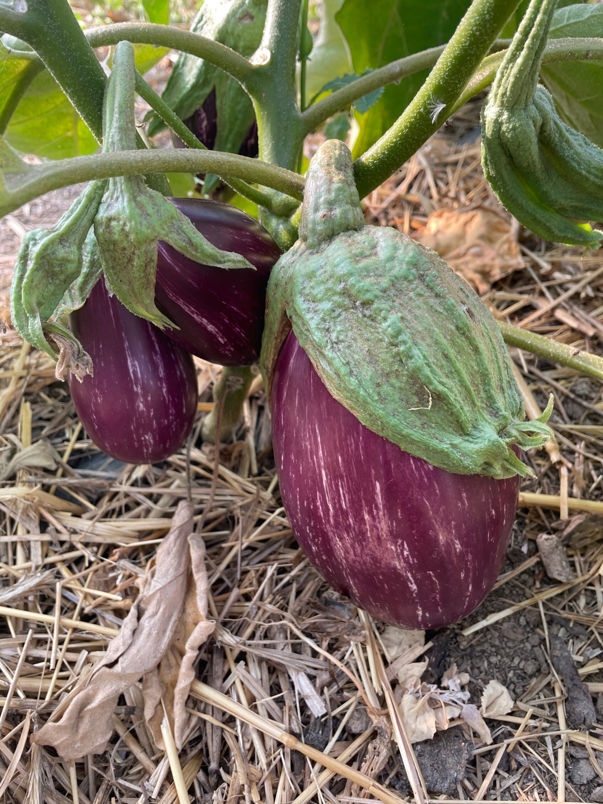 Maraîchage Montfermy Puy de Dome Vulcania Recette Table d'hôte légumes Courgettes Aubergines Choux Rave Côtes de blette Betteraves Menu Végétarien