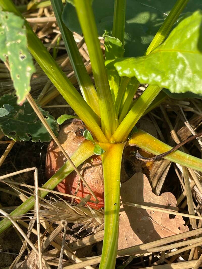 Maraîchage Montfermy Puy de Dome Vulcania Recette Table d'hôte légumes Courgettes Aubergines Choux Rave Côtes de blette Betteraves Menu Végétarien