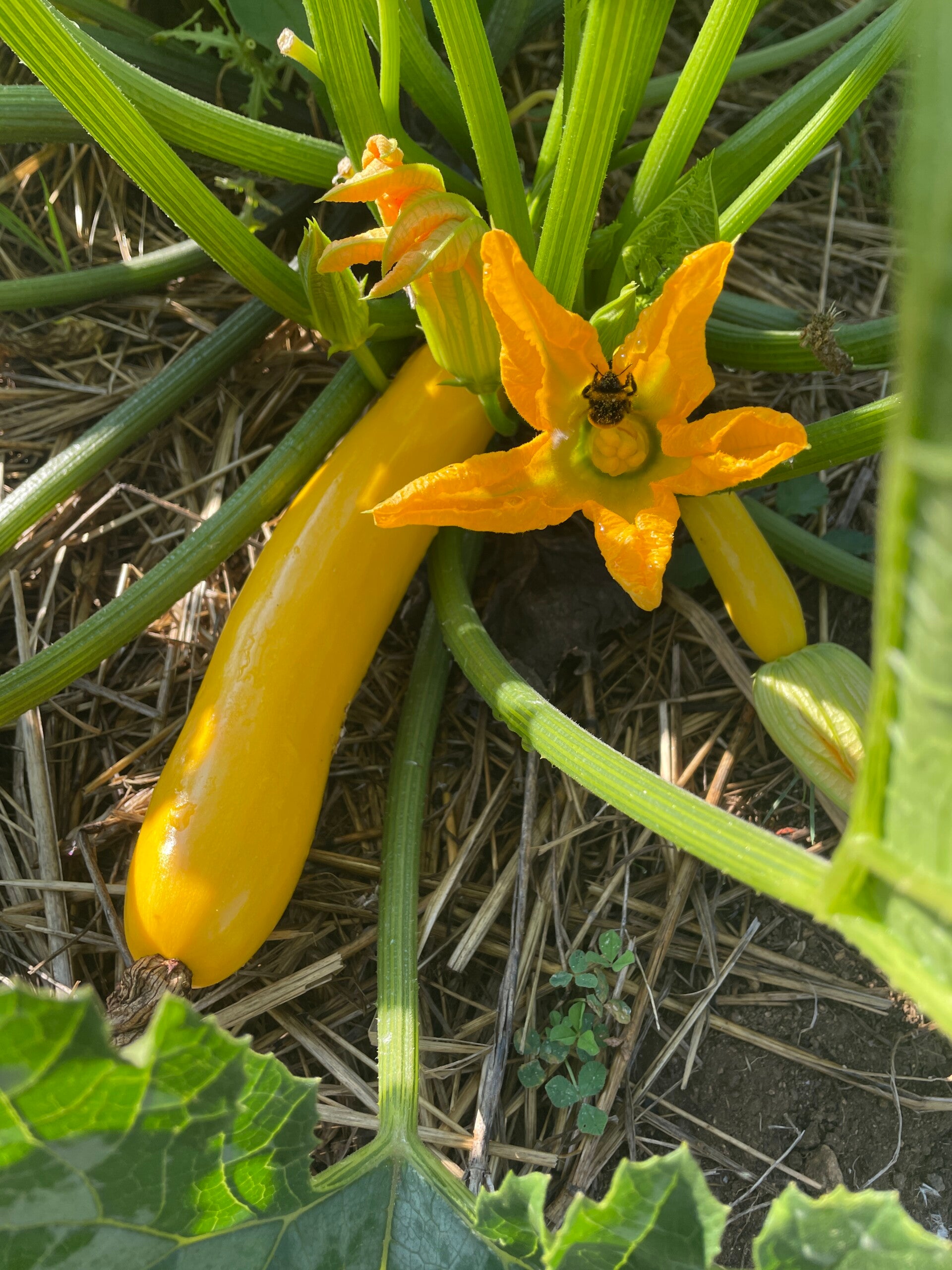 Maraîchage Montfermy Puy de Dome Vulcania Recette Table d'hôte légumes Courgettes Aubergines Choux Rave Côtes de blette Betteraves Menu Végétarien
