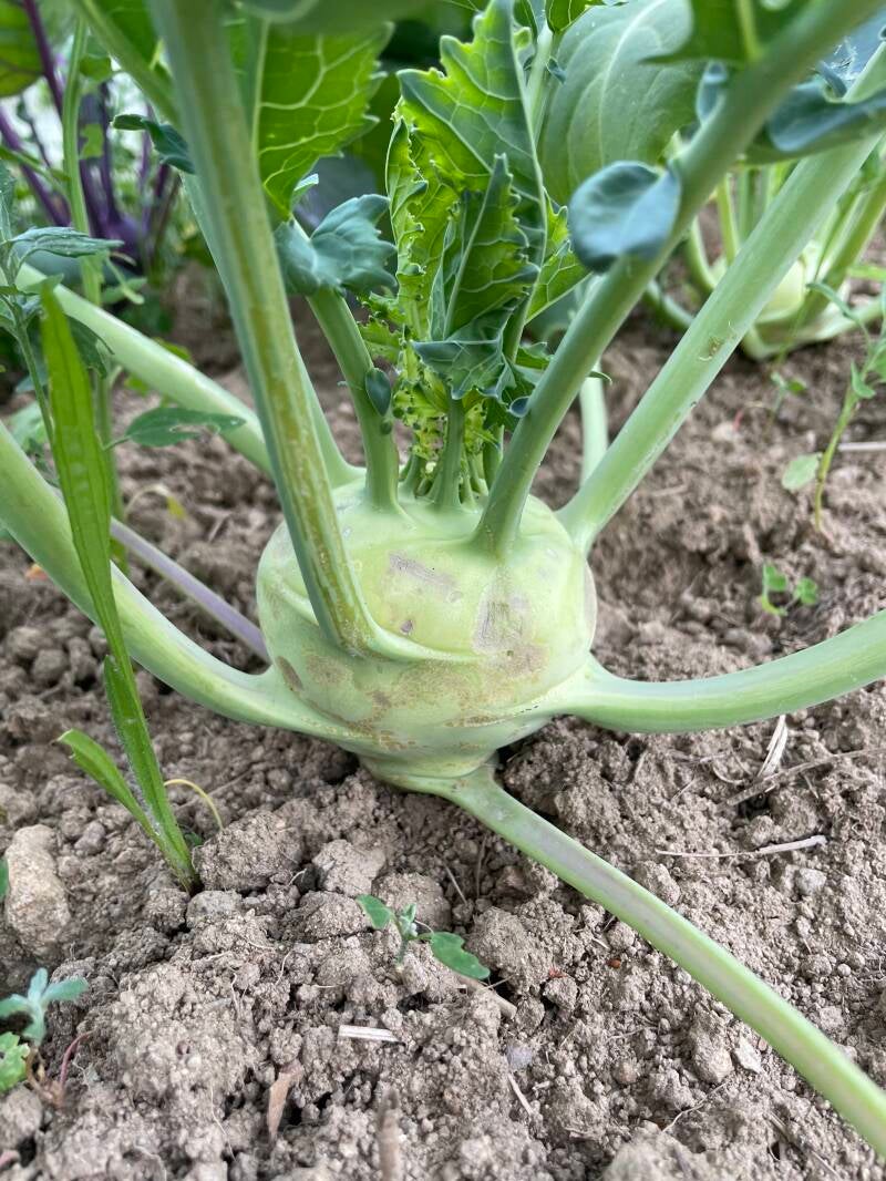 Maraîchage Montfermy Puy de Dome Vulcania Recette Table d'hôte légumes Courgettes Aubergines Choux Rave Côtes de blette Betteraves Menu Végétarien
