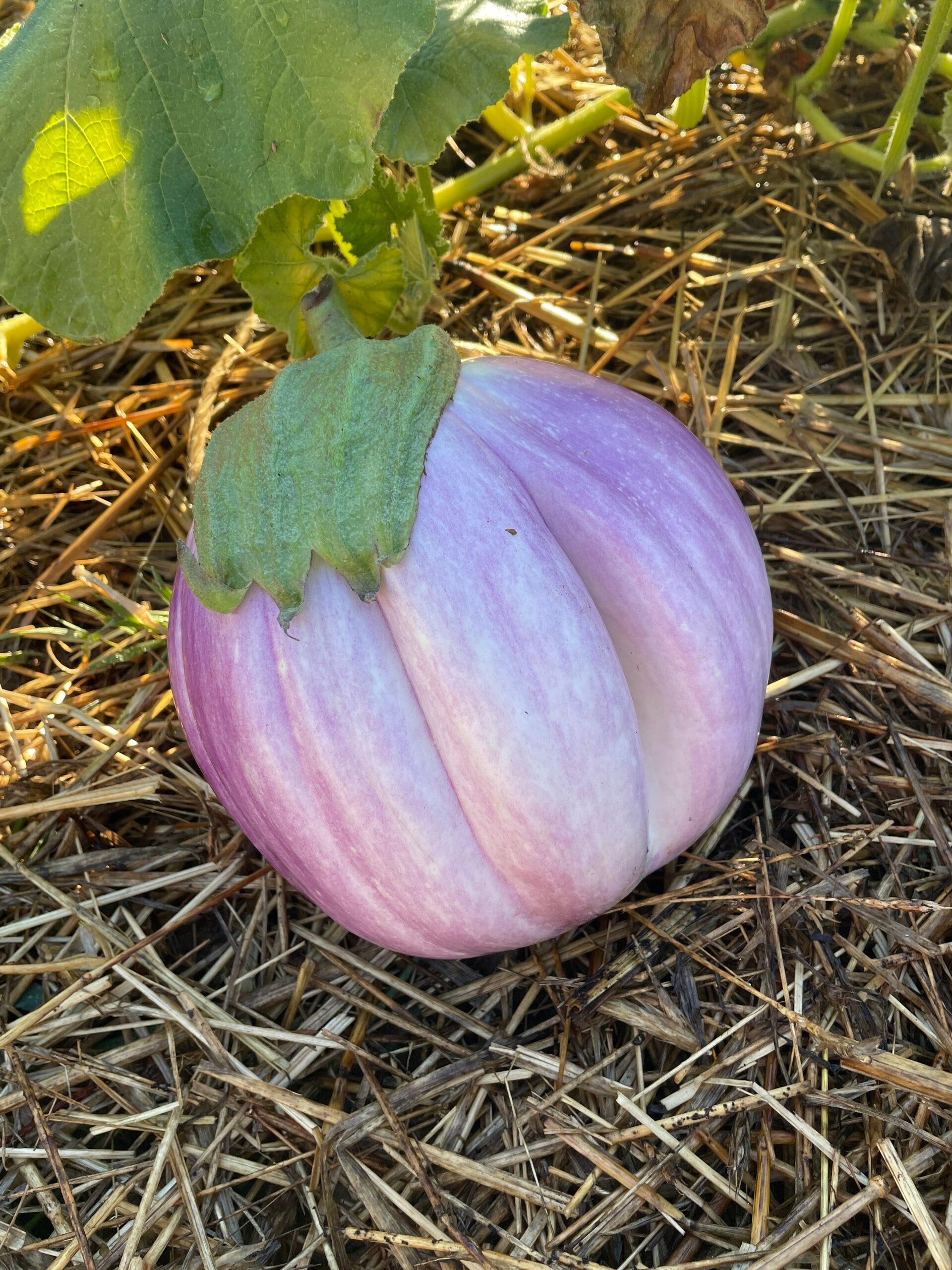 Maraîchage Montfermy Puy de Dome Vulcania Recette Table d'hôte légumes Courgettes Aubergines Choux Rave Côtes de blette Betteraves Menu Végétarien