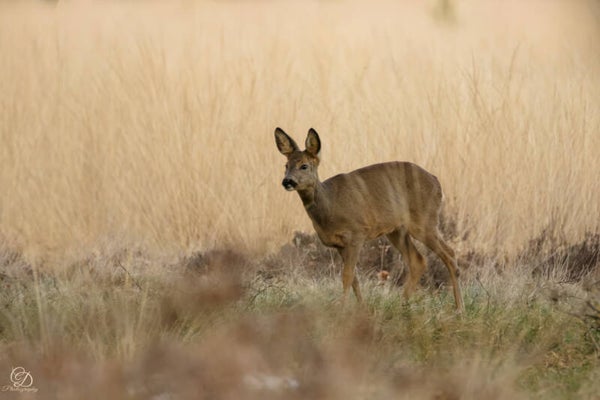 workshop natuurfotografie voor beginners