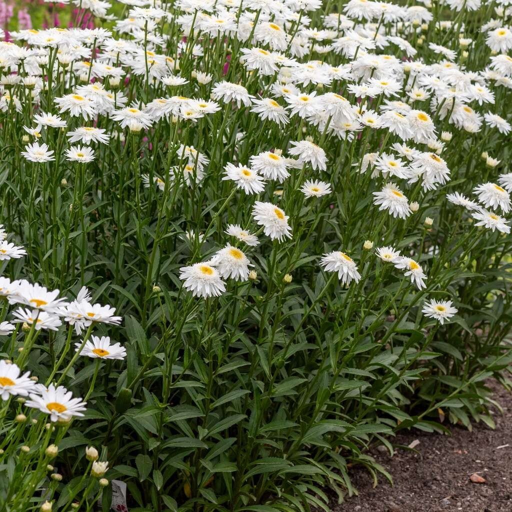Złocień wielki ‘Wirral Supreme’