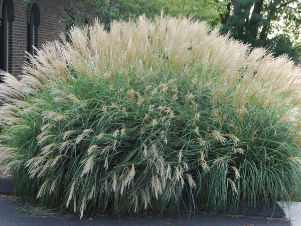 Miskant Herman musel
