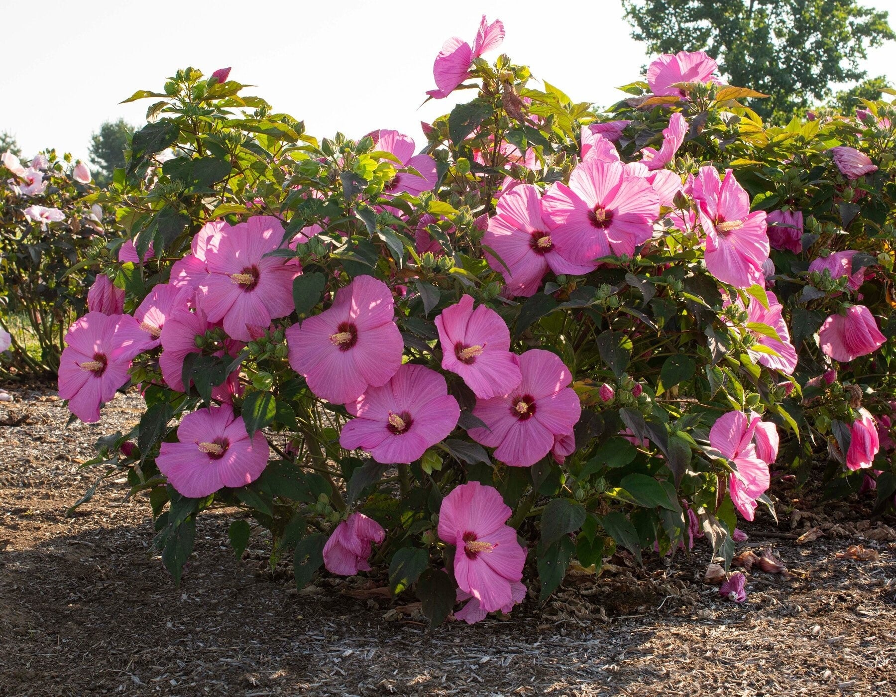 Hibiskus bagienny Plum Crazy '