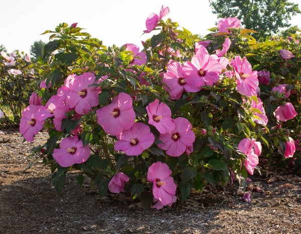 Hibiskus bagienny Plum Crazy '