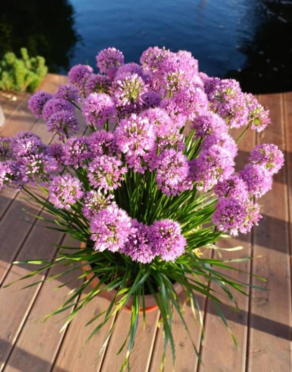 Czosnek 'Millenium'