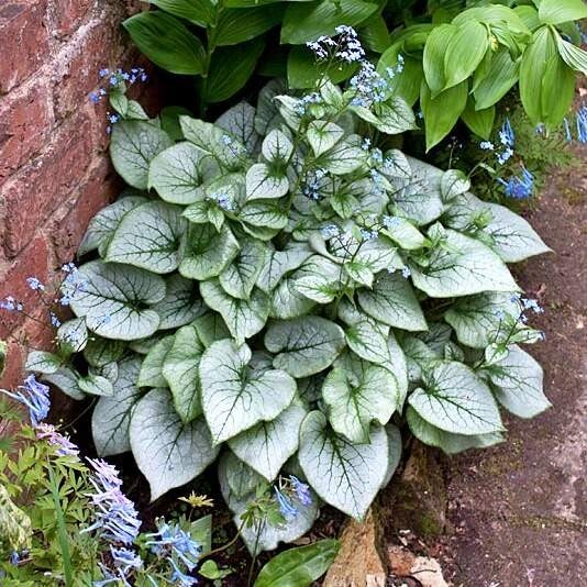 Brunera wielkolistna