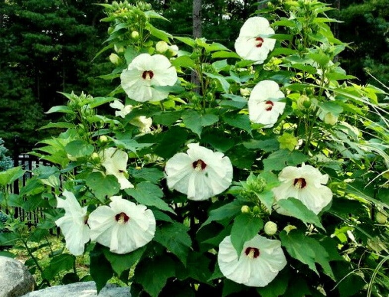 Hibiskus bylinowy 'Old Yella '