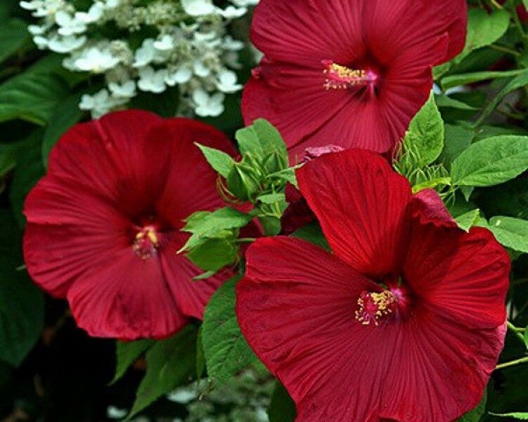 Hibiskus bagienny 'Robert Fleming'