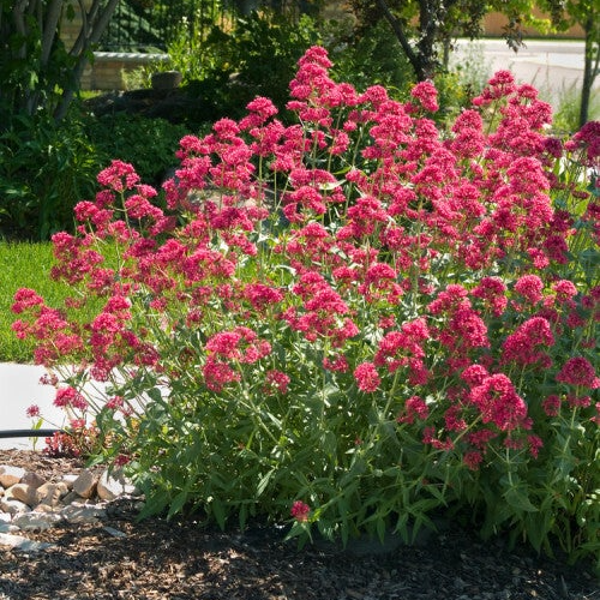 Ostrogowiec czerwony