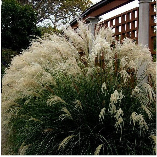 Miskant chiński 'Yaku Jima'