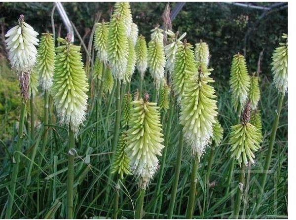 Trytoma groniasta ICE QUEEN