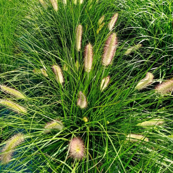 Rozplenica japońska Magic