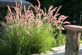 Rozplenica wschodnia KARLEY ROSE