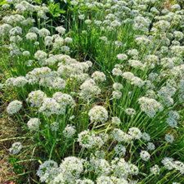 Czosnek bylinowy 'Cliffs of Dover'