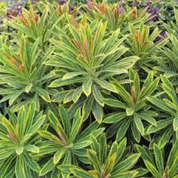 Wilczomlecz 'Ascot Rainbow'