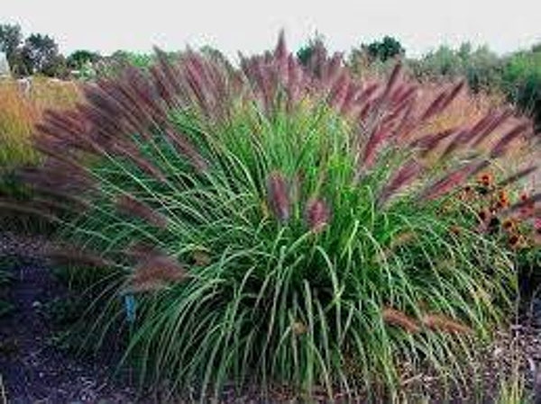 Rozplenica Japońska RED HEAD