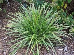 Turzyca Morrowa Ice Dance