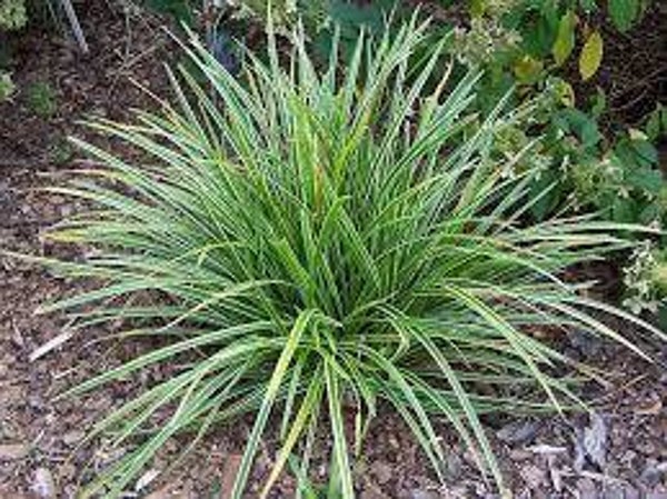 Turzyca Morrowa Ice Dance