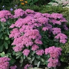 Rozchodnik okazały 'Brillant'