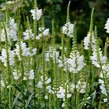 Odętka wirginijska 'Alba'