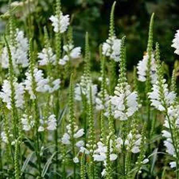 Odętka wirginijska 'Alba'