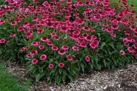 Jeżówka 'Delicious Candy'