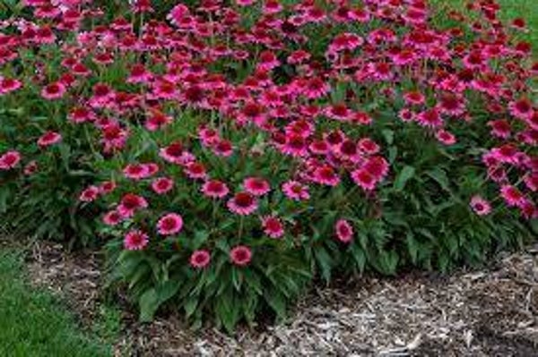 Jeżówka 'Delicious Candy'