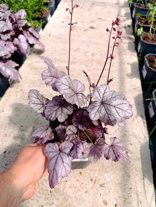 Żurawka 'Pink Panther'