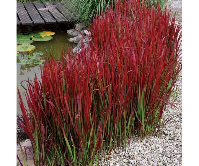Imperata 'Red baron'
