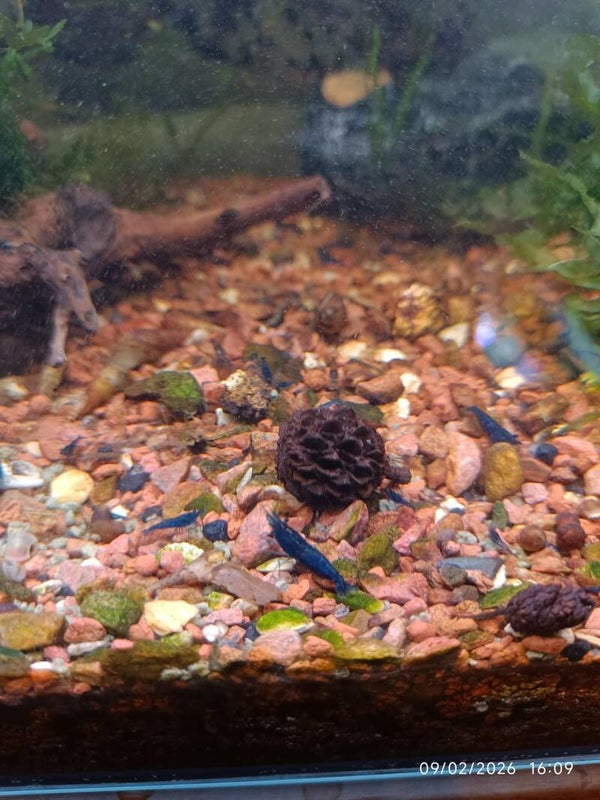 🔵 Neocaridina Blue Velvet 10+2 offertes