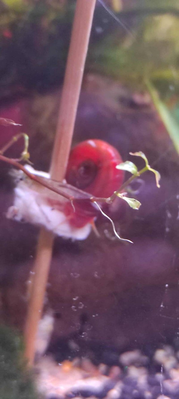 🐌  Escargot Planorbe