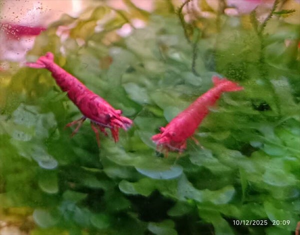 🔴 Neocaridina Red Sakura Haut Grade