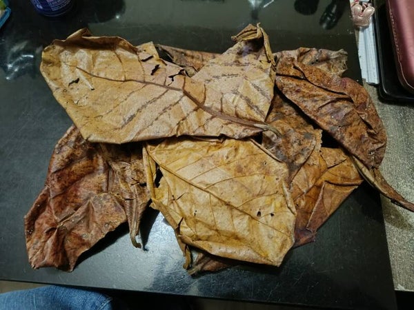 🍂 10 Feuilles de catappa (feuille d'amandier indien)