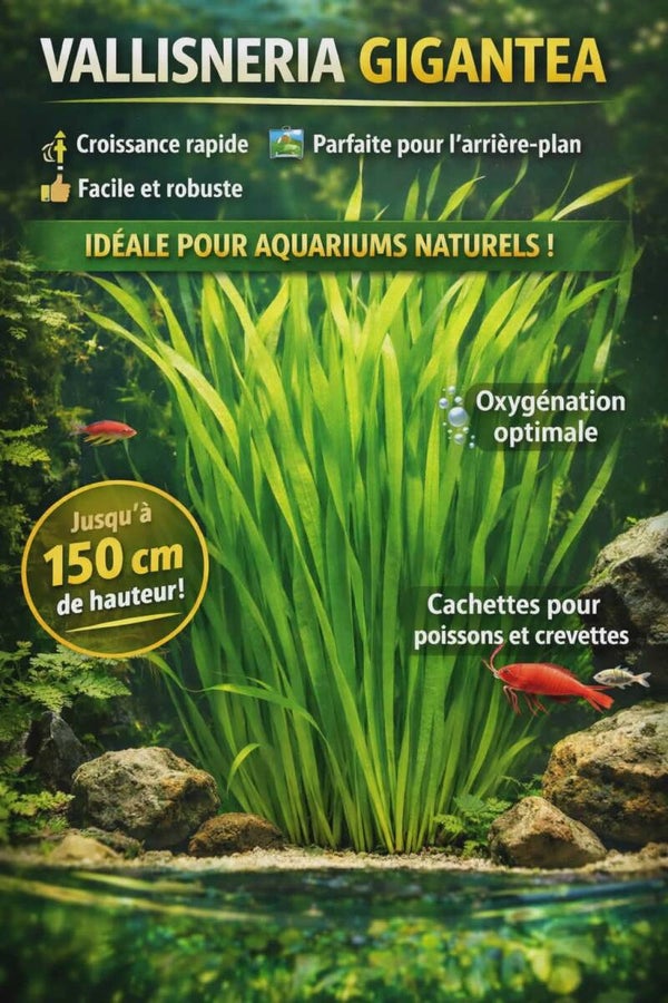🌿 Vallisneria gigantea 30 a 40 cm le pied