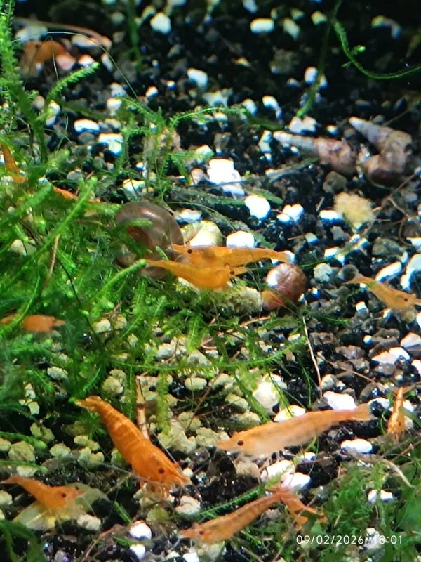 🟠 Neocaridina Orange Sakura
