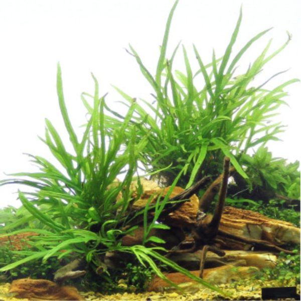 🌿 Microsorum pteropus ‘Trident’ – Fougère de Java Trident x 1