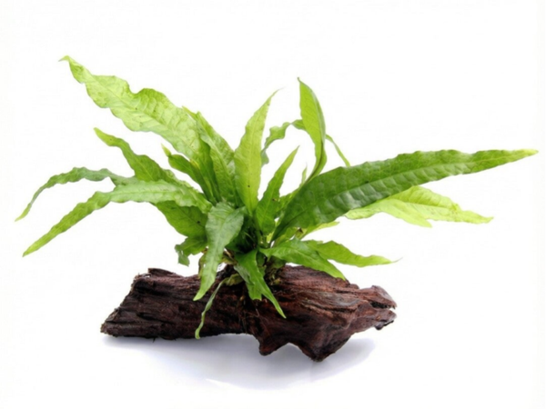 🌿 Microsorum pteropus – Fougère de Java x 1