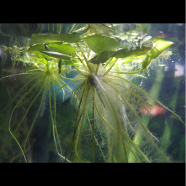 🌿 Limnobium laevigatum – Plante flottante spéciale crevettes