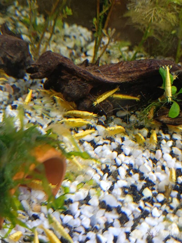 🟡 Neocaridina Yellow Néon