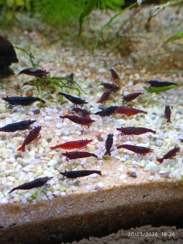 🔴 Neocaridina Bloody Mary