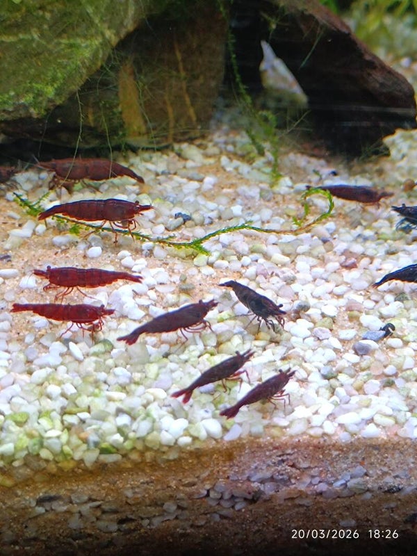 🔴 Neocaridina Bloody Mary le lot de 10