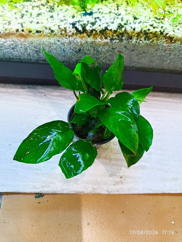 🌿 Anubias Nana x 1