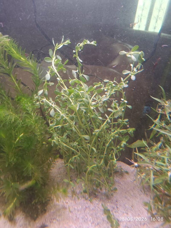 🌿 Bacopa caroliniana